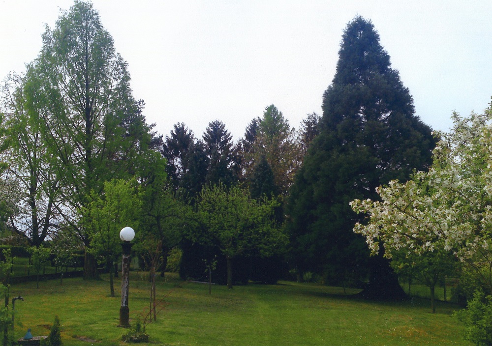 Séquoia géant à Saverne