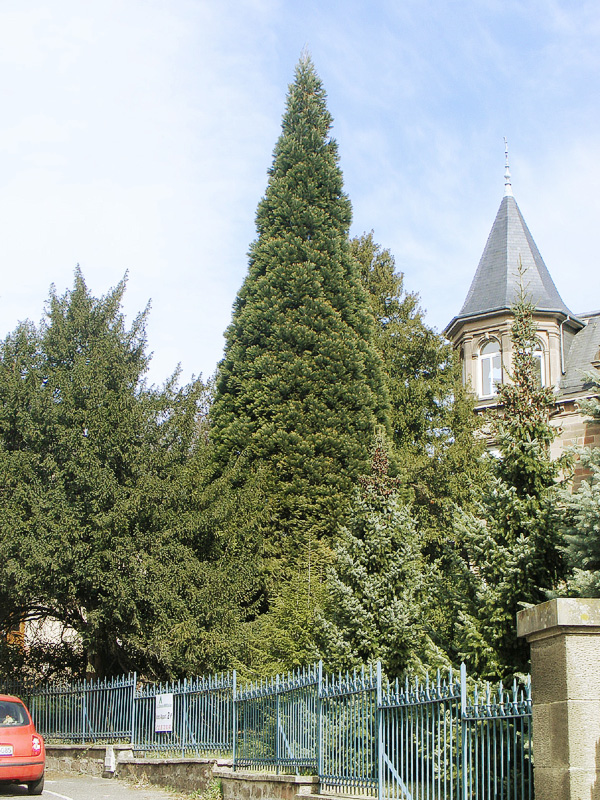 Séquoia géant à Saverne