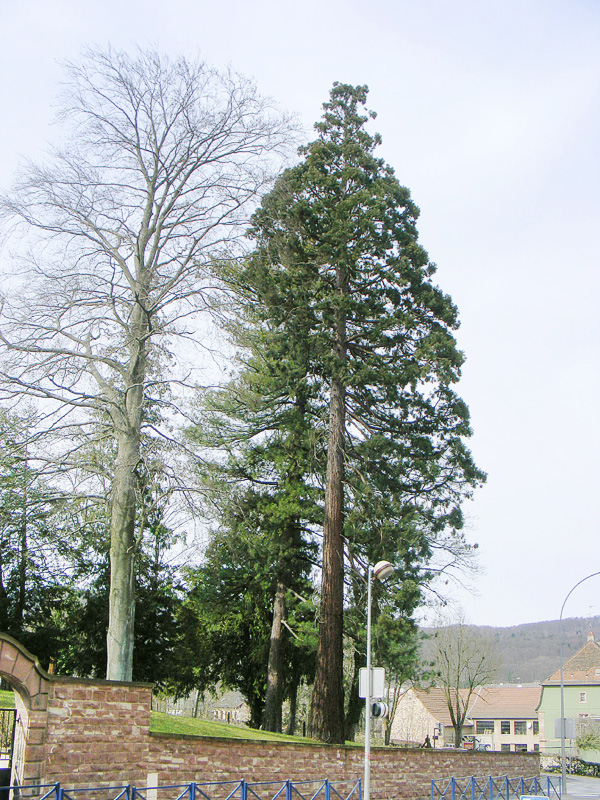 Séquoia géant à Saverne