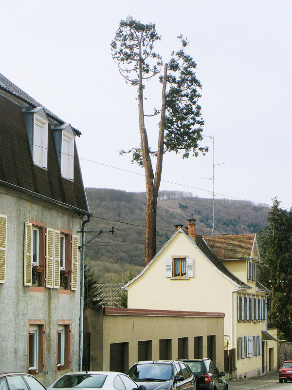 Séquoia géant à Saverne