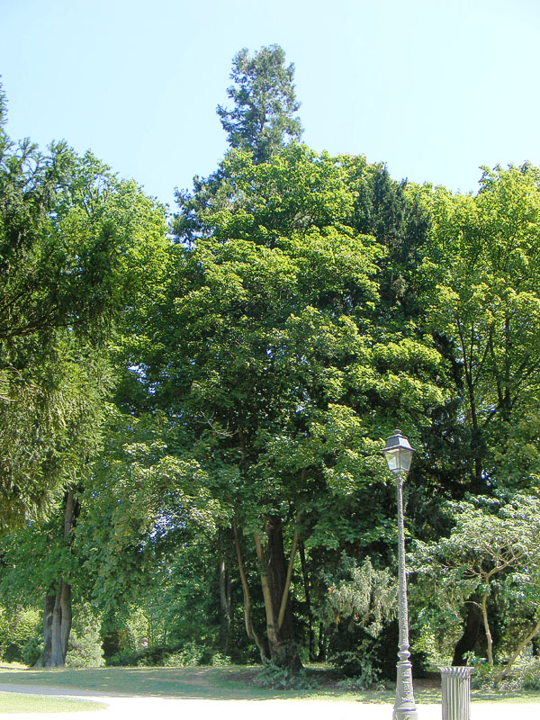 Séquoia géant à Strasbourg