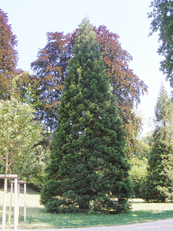 Séquoia géant à Strasbourg