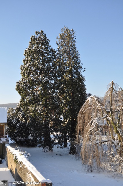 Séquoias géants sous la neige. 