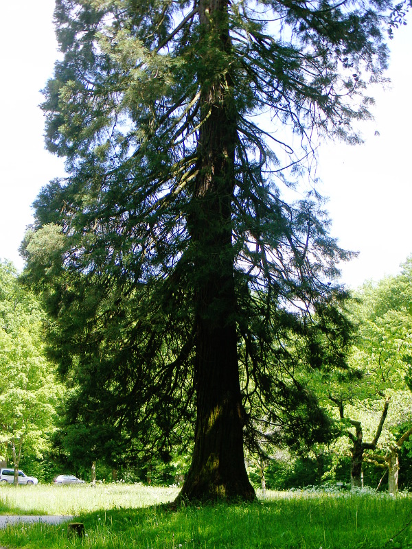 Séquoia géant à Westhoffen