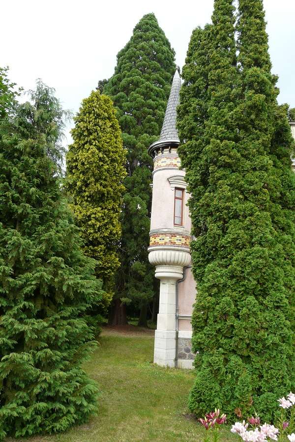 Séquoia géant à Chabrier