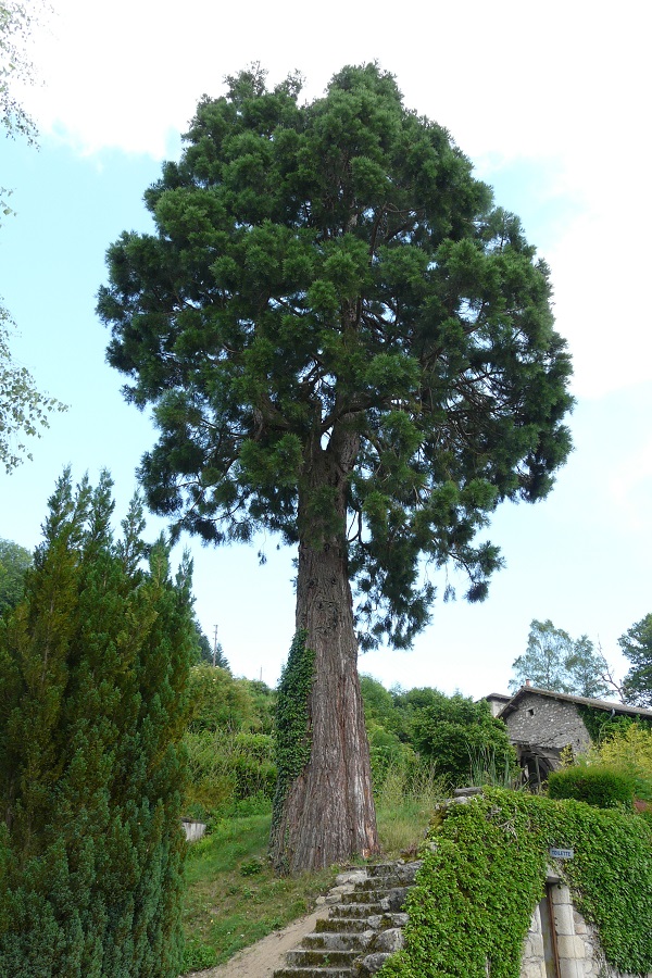 Séquoia géant à Ambert