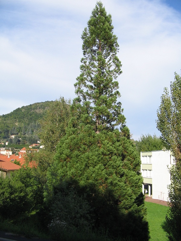 Séquoia géant à Brives-Charensac