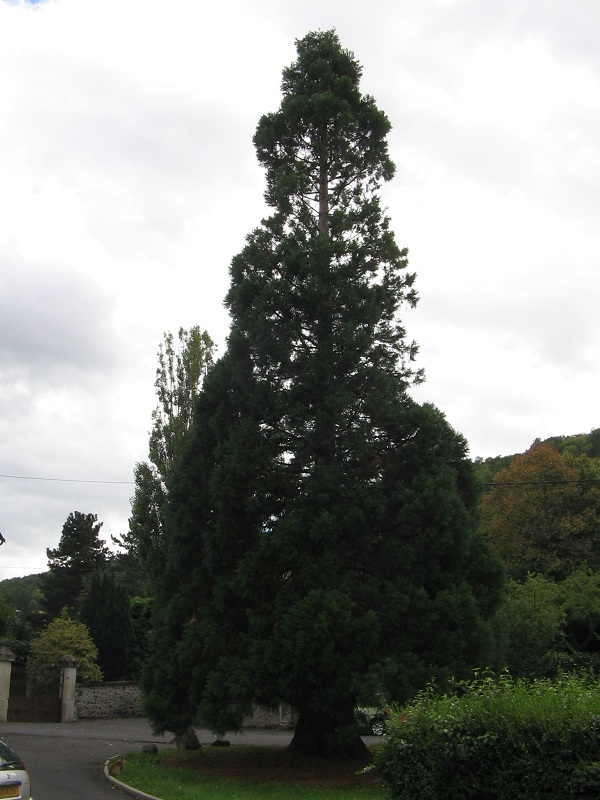 Séquoia géant à Brives-Charensac
