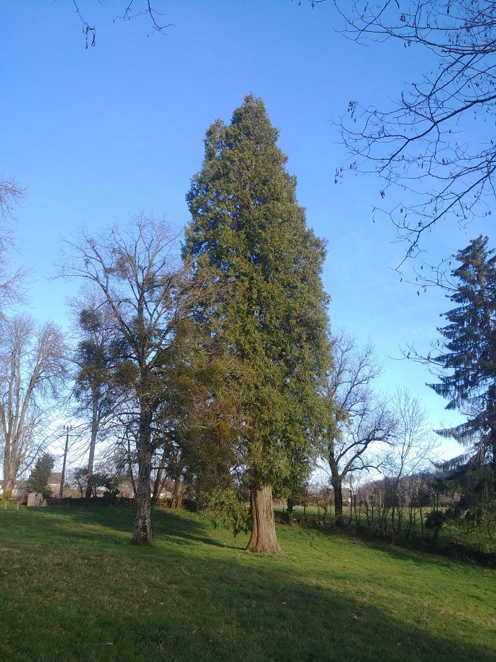 calocèdre