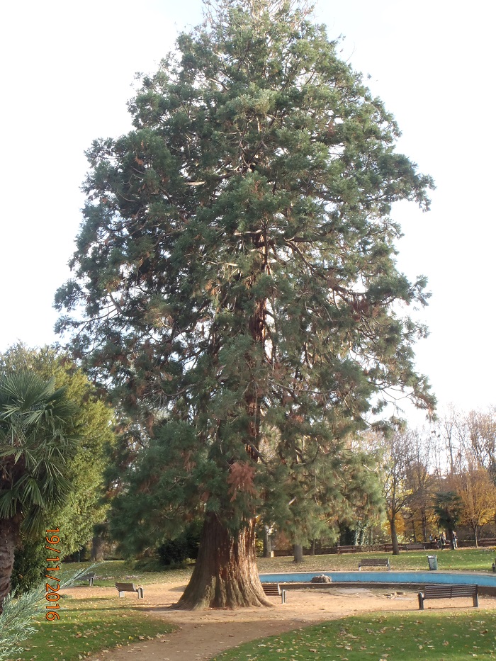 Séquoia géant à Issoire