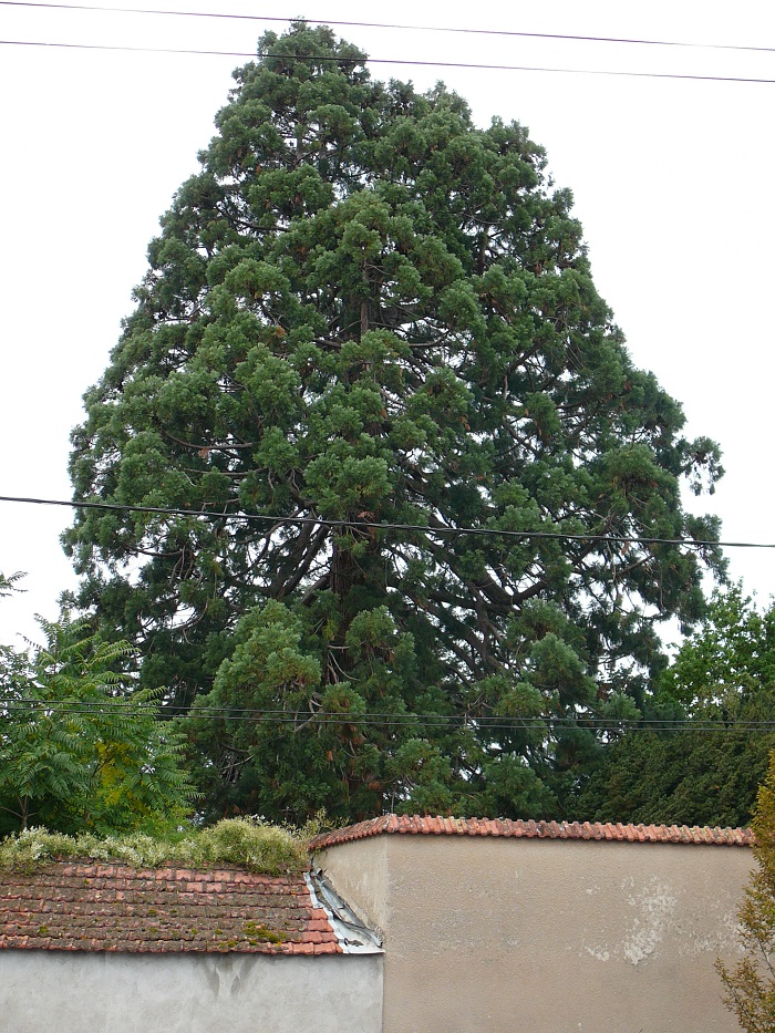 Séquoia géant 