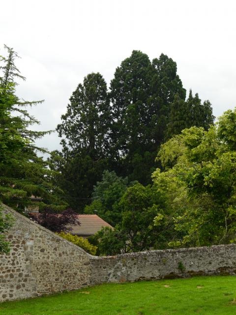 Séquoias géants