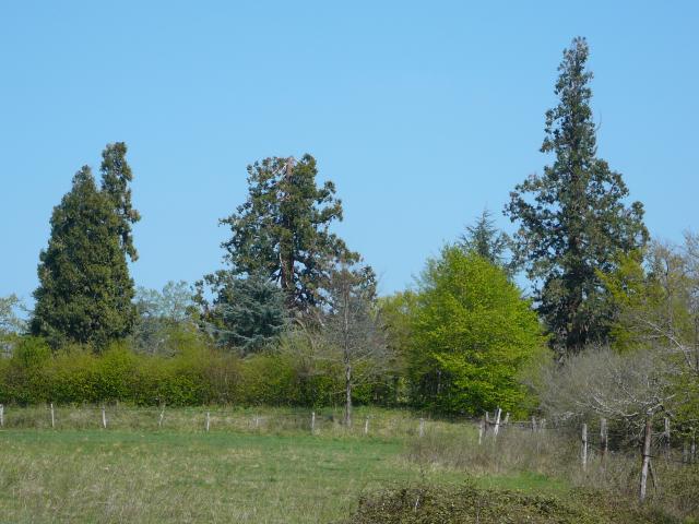 Séquoias géants