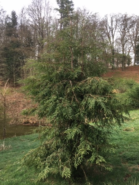 Séquoia sempervirens