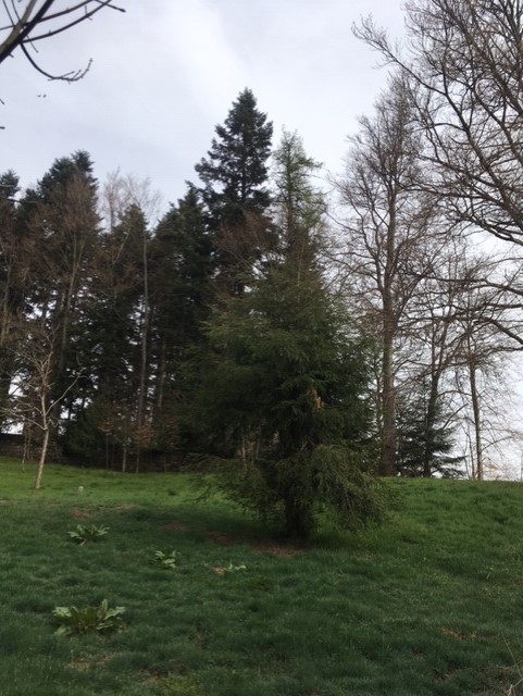 Séquoia sempervirens