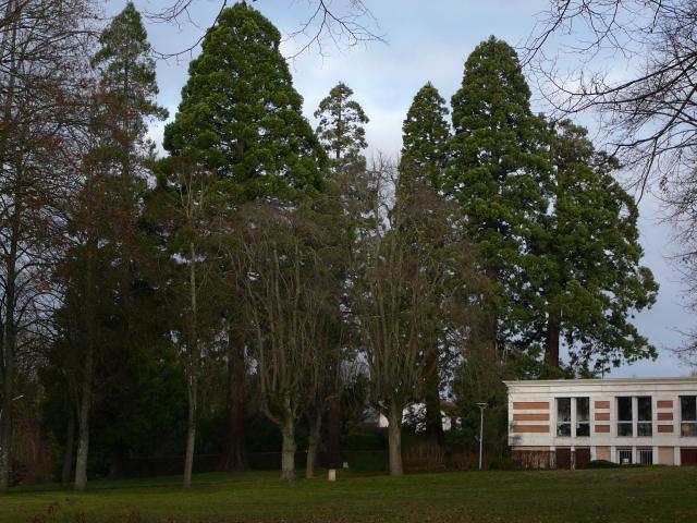 Séquoias géants