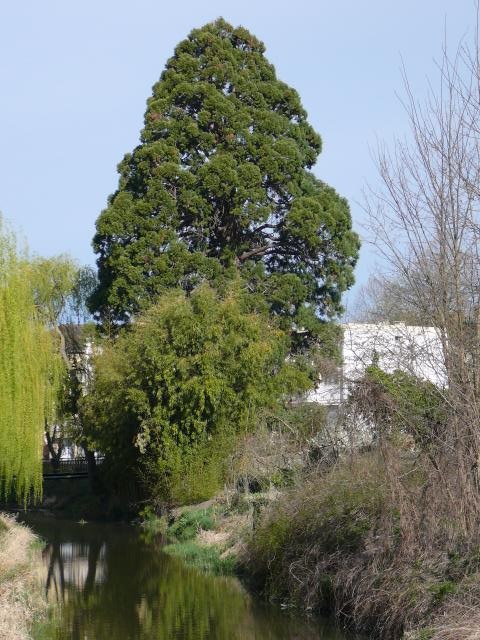Séquoia géant 