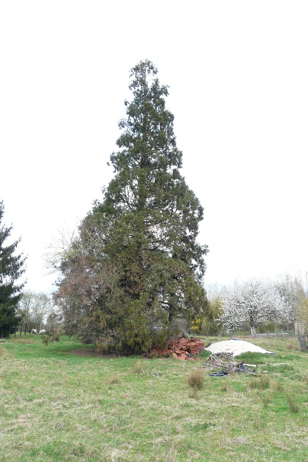 Séquoia géant à Fayl Billot