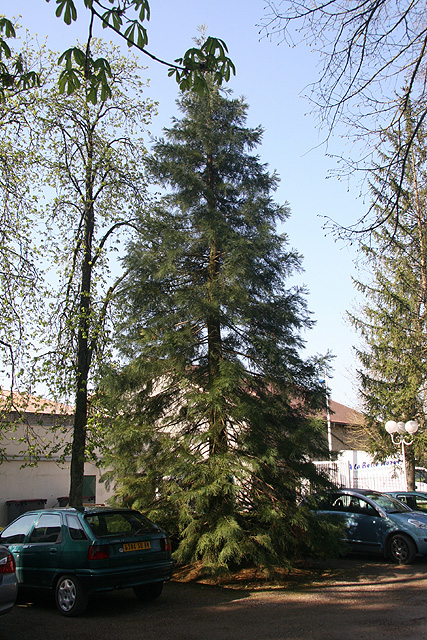 Sequoiadendron Giganteum © Stéphane Sudre