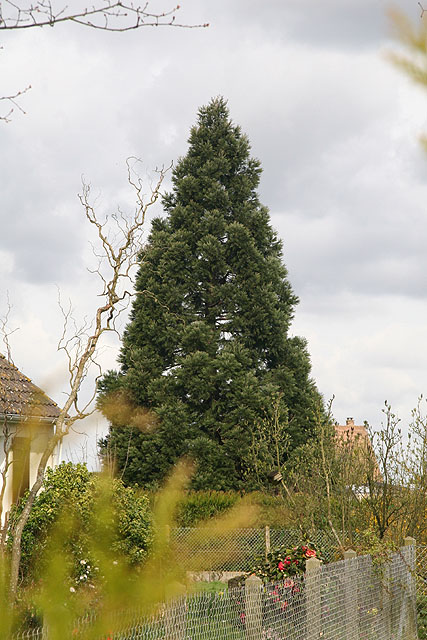 Séquoia géant, Heudebouville © Stéphane Sudre