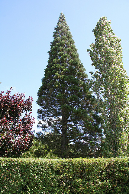 Séquoia géant aux Foulonnires ©Stéphane Sudré