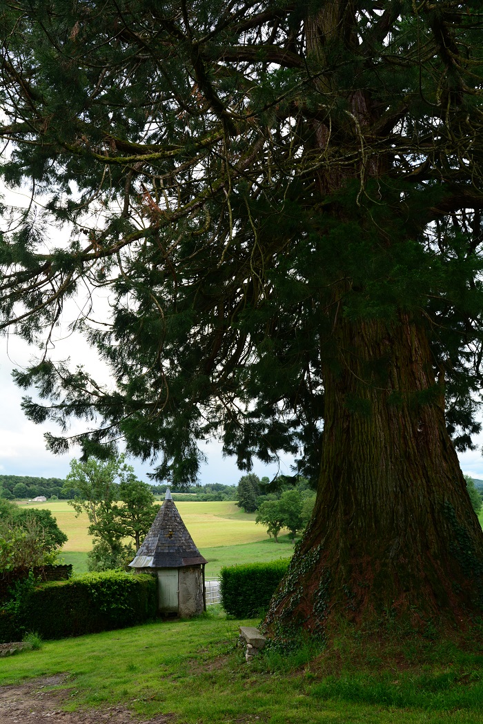 Séquoias géants de France - Séquoia géant à Bénévent-l'Abbaye (Creuse)