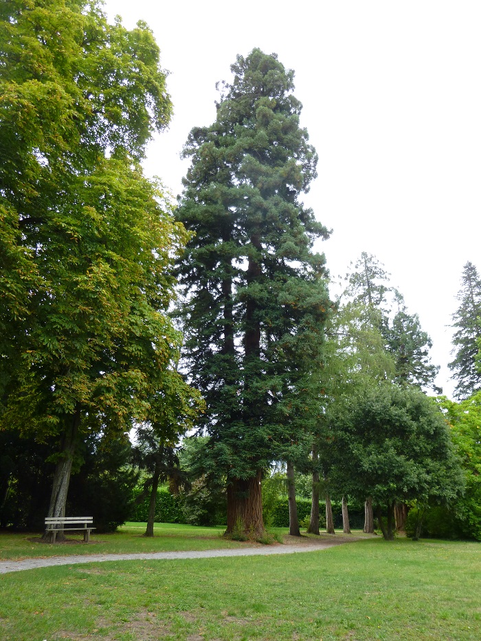Séquoia sempervirens à Andard