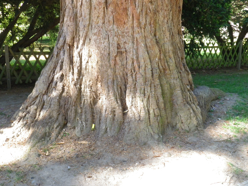 Séquoia géant à l'arboretum d'Angers