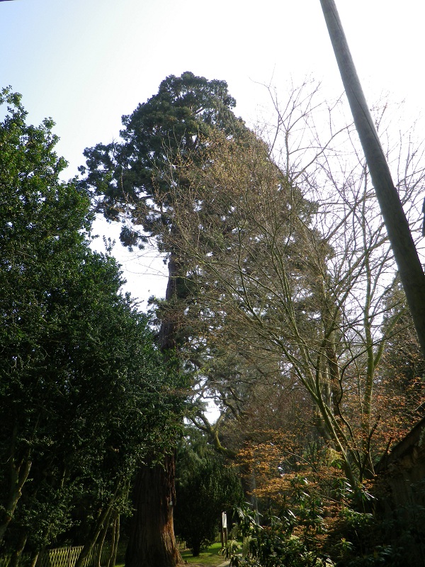 Séquoia géant à l'arboretum d'Angers