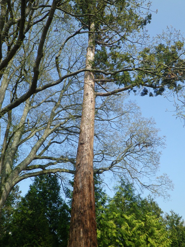 Séquoia géant à l'arboretum d'Angers