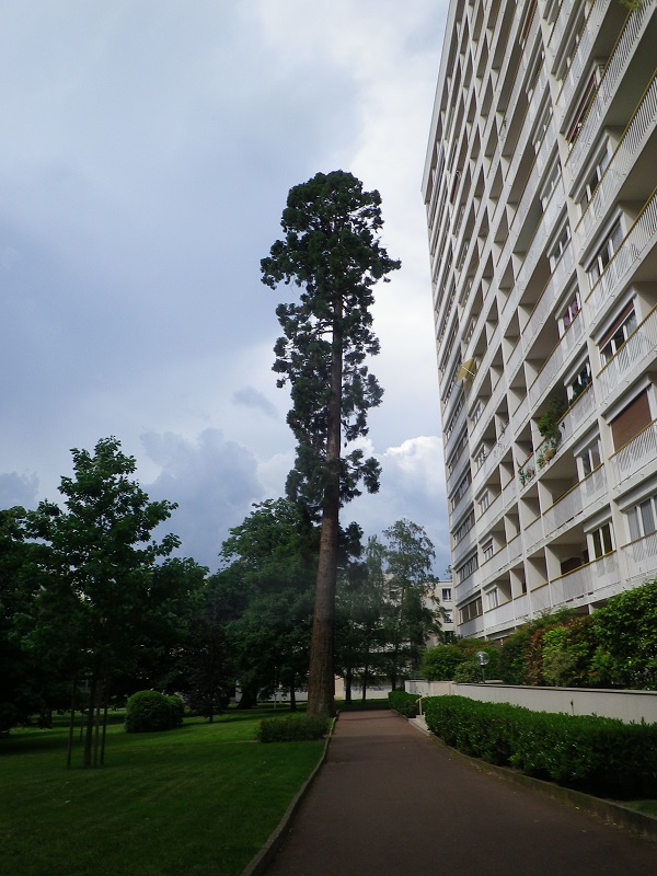 Séquoia géant à Angers