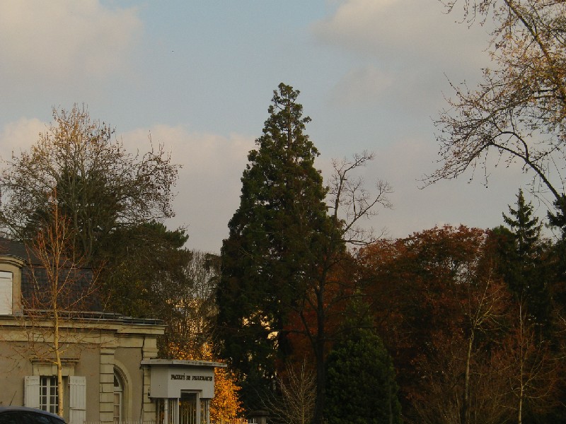 Séquoia géant à Angers