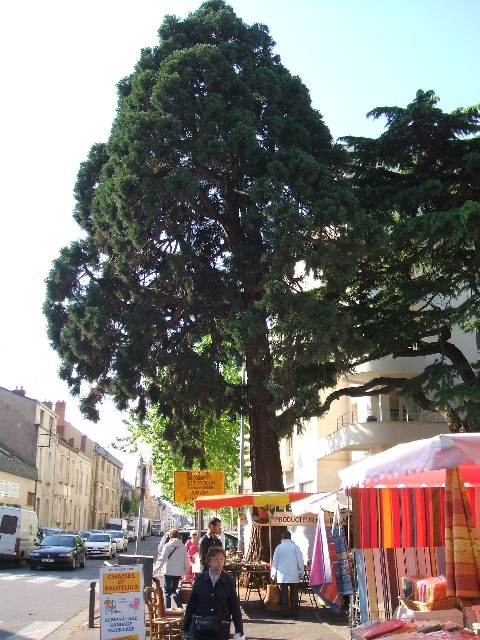 Séquoia géant à Angers