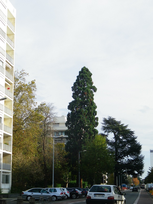Séquoia géant à Angers