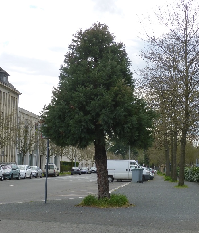 Séquoia géant à Angers