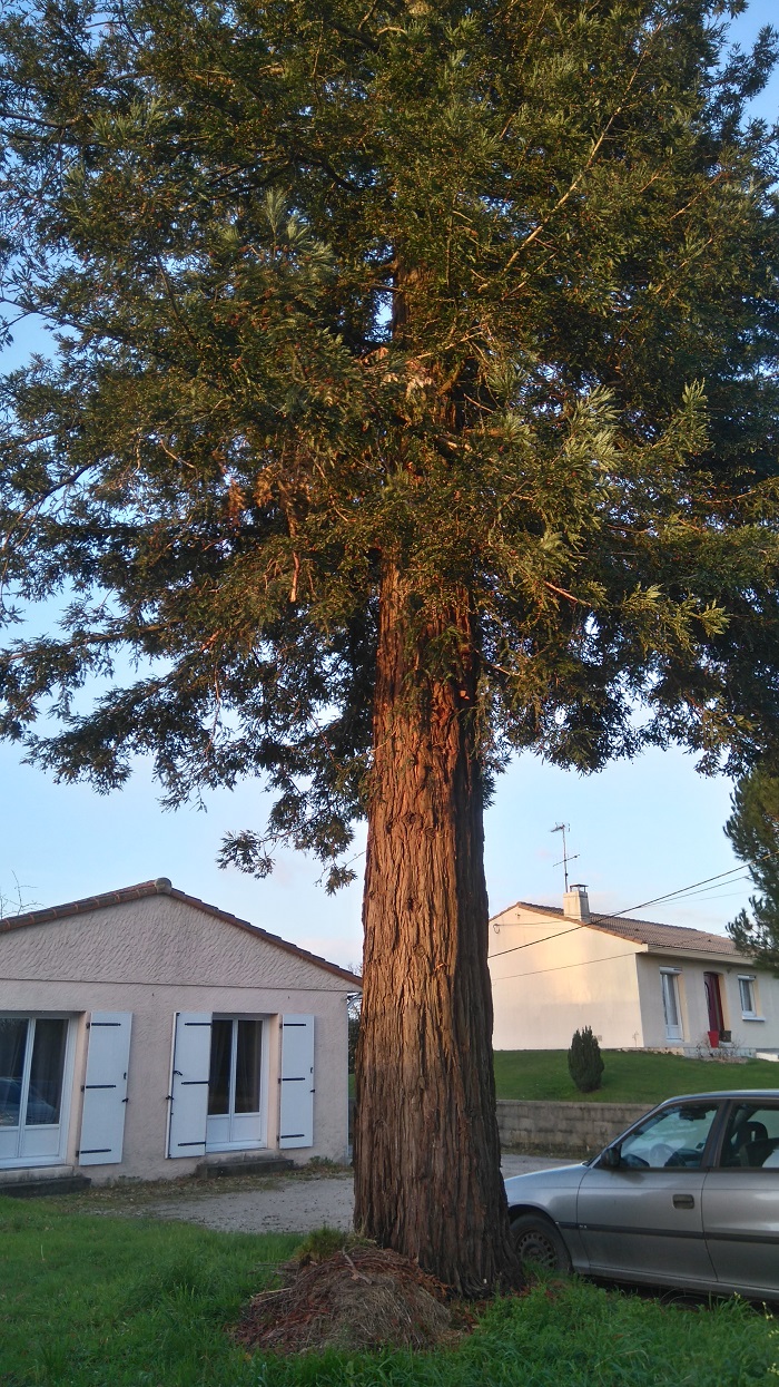 Séquoia sempervirens