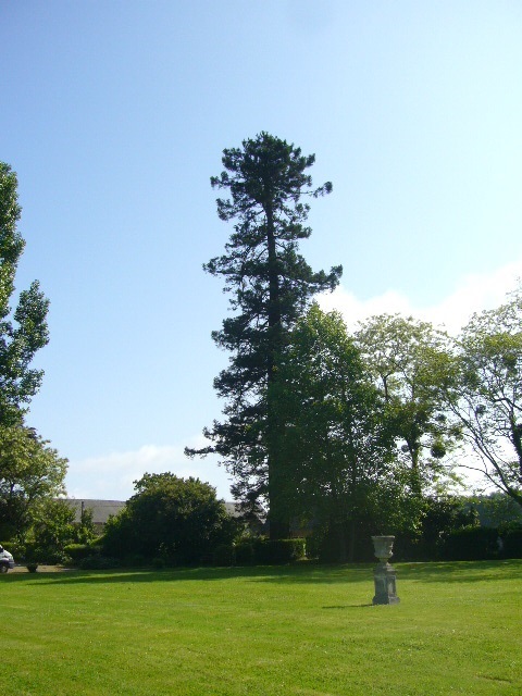 Séquoia sempervirens à Aviré