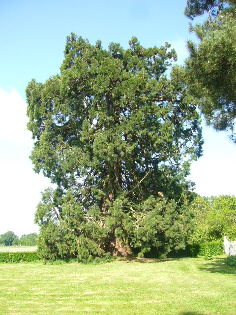 Séquoia géant à Aviré