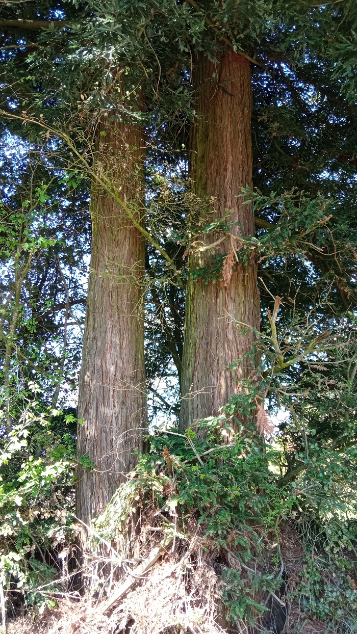 Séquoias sempervirens