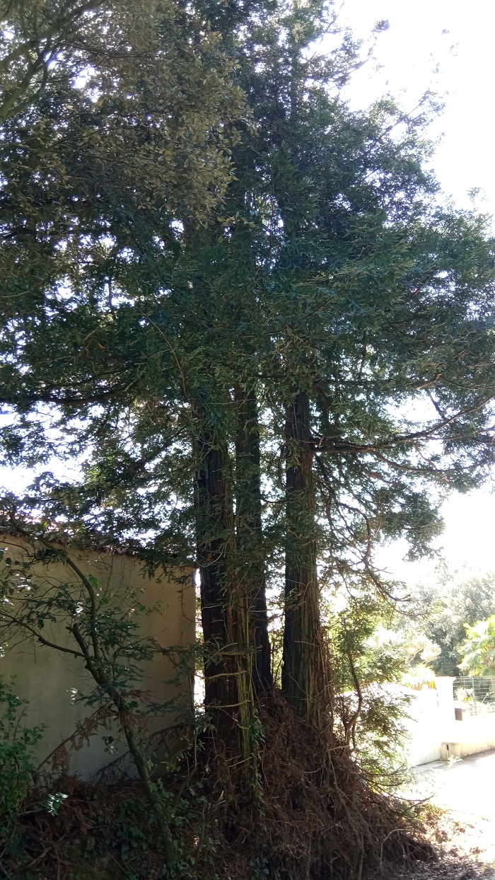 Séquoias sempervirens