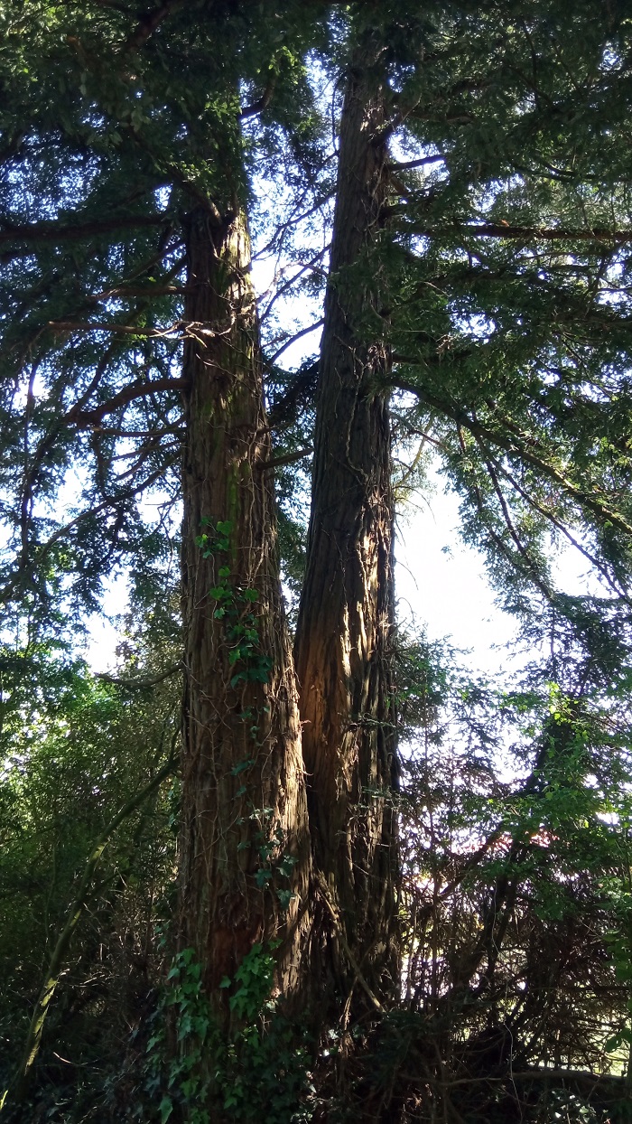 Séquoias sempervirens