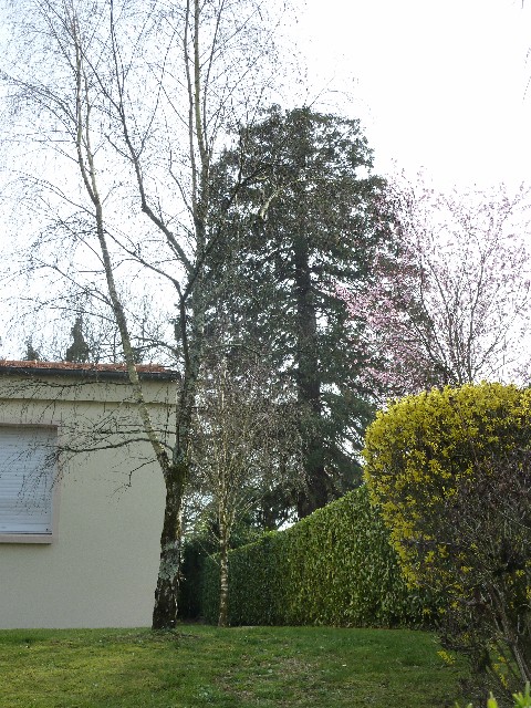 Séquoia géant à Basse Goulaine hameau des Grézillières
