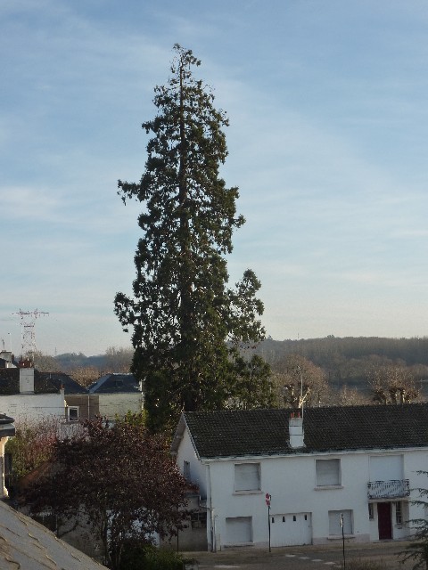 Séquoia géant à Basse Indre