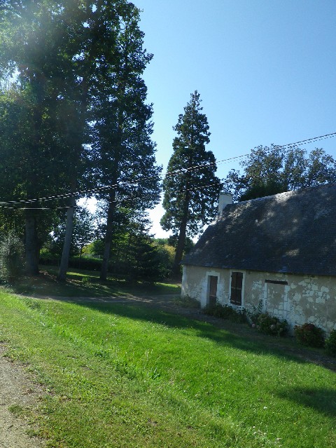 Séquoia géant à Beaufort en Vallée