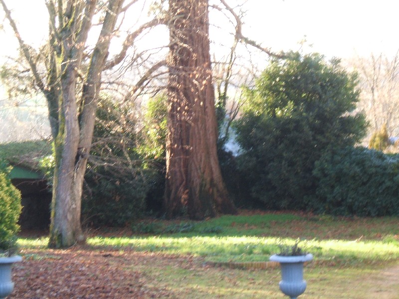 Séquoia géant 