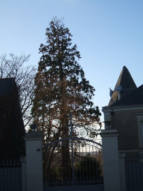 Séquoia géant à Brissac Quincé