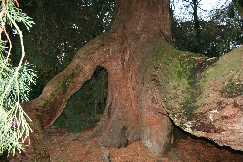 Enorme branche basse de 3m30 de circonférence