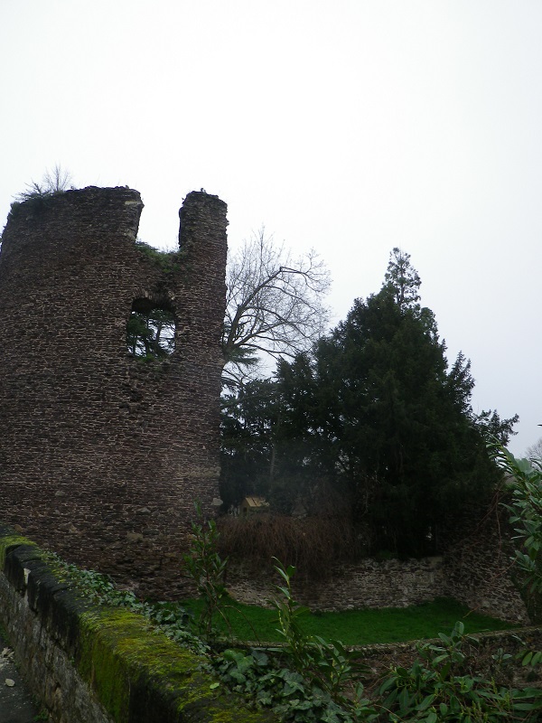 Séquoia géant à Chalonnes sur Loire