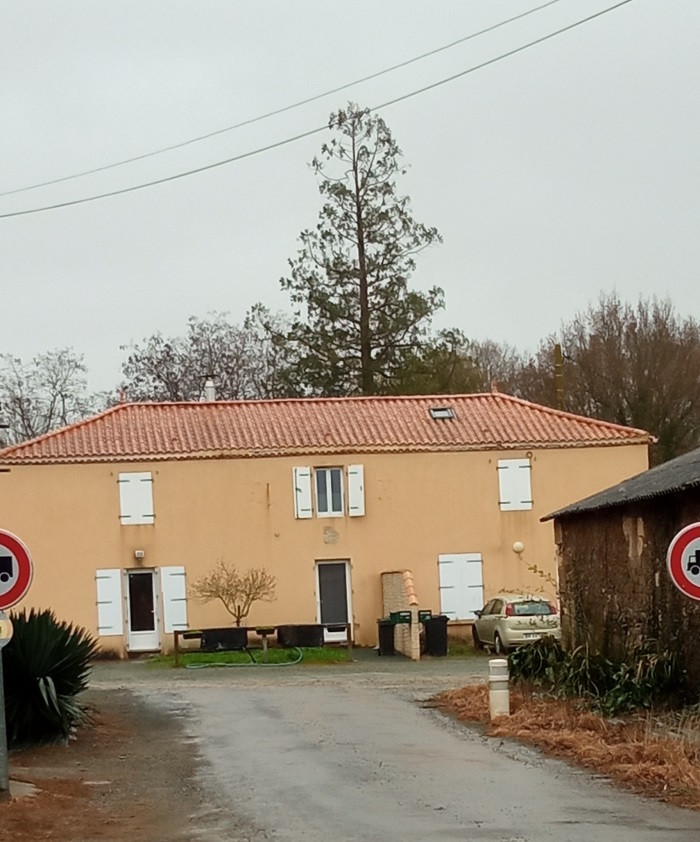 Séquoia géant 