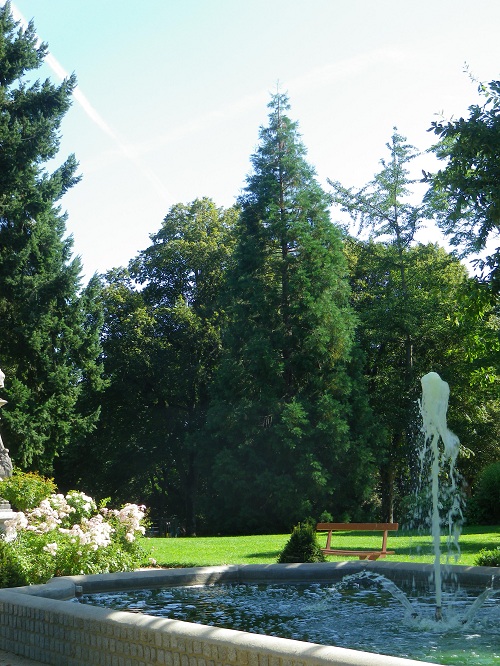 Séquoia géant à Château-Gontier
